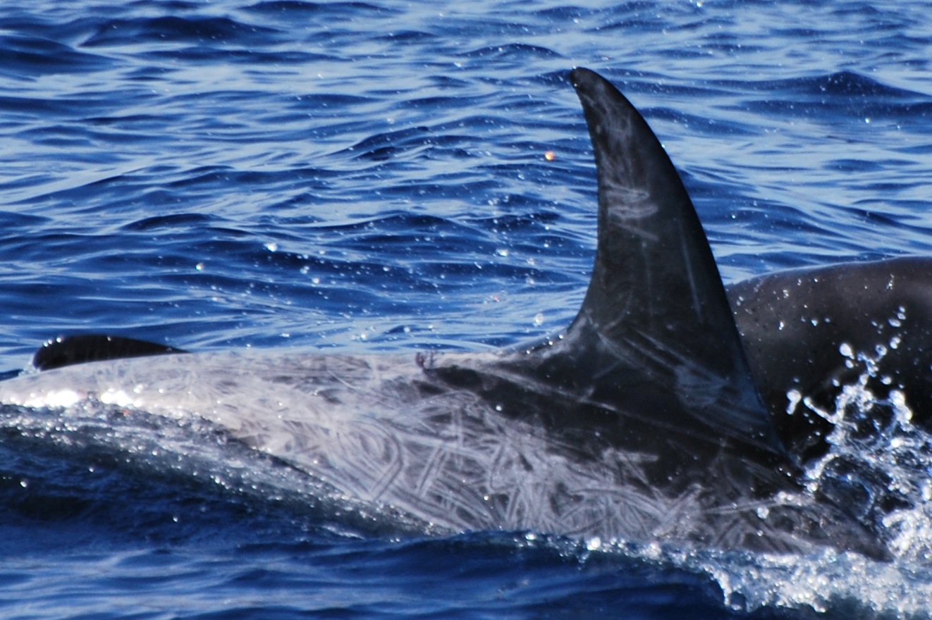 RightDorsal