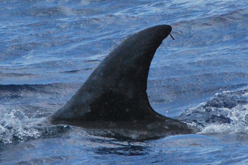 LeftDorsal