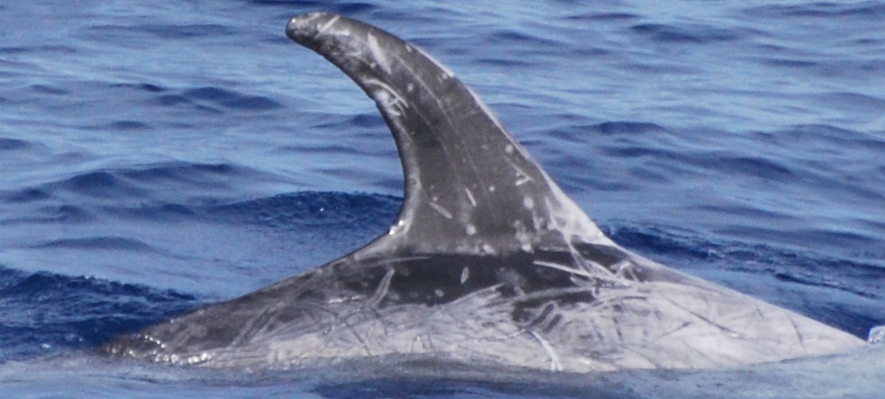 RightDorsal