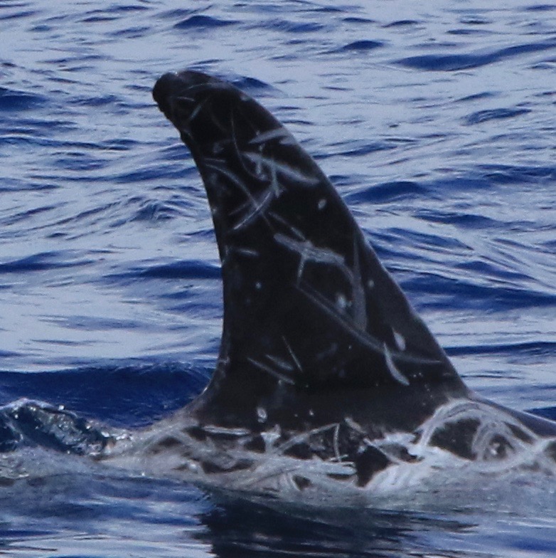 RightDorsal