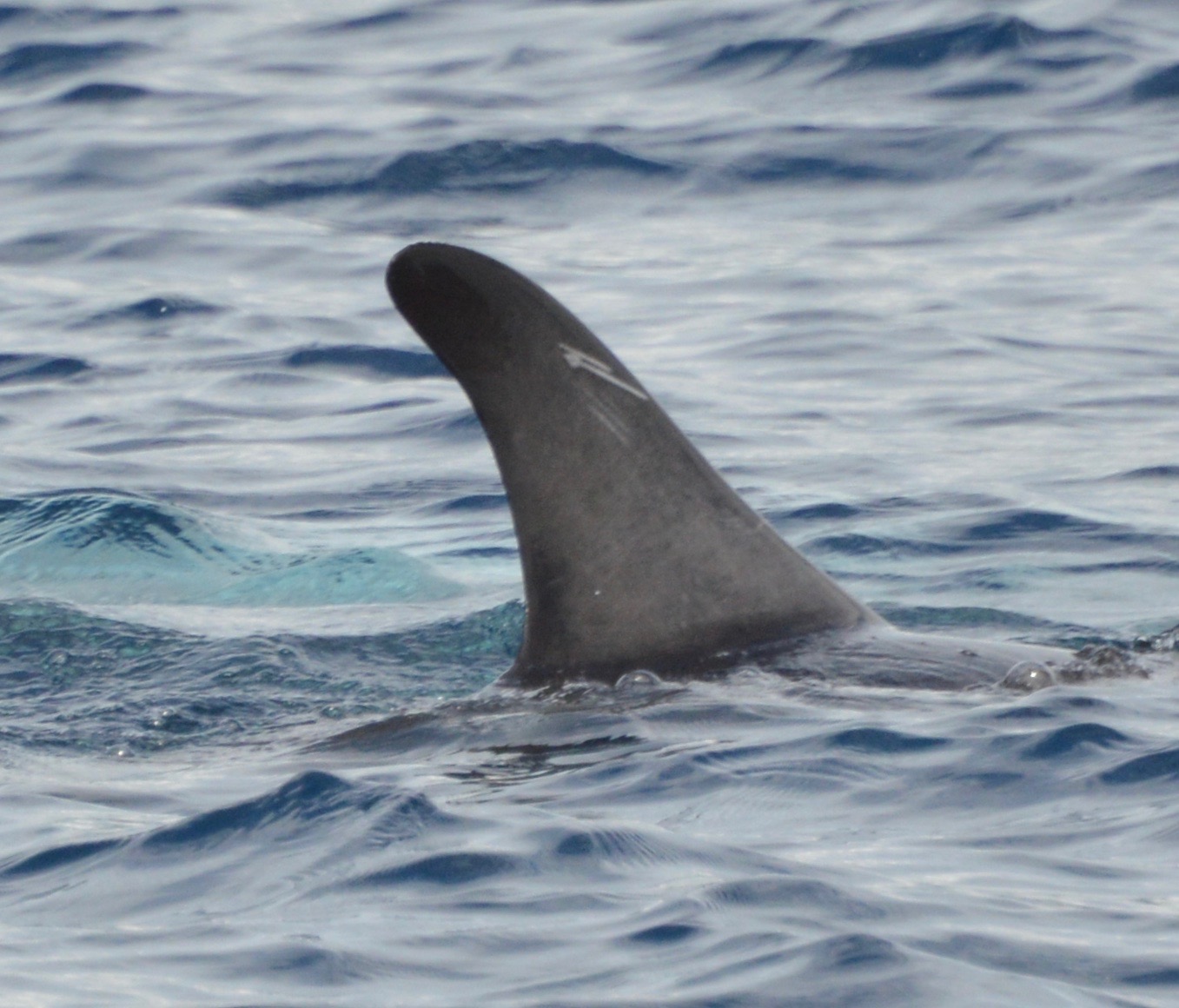 RightDorsal