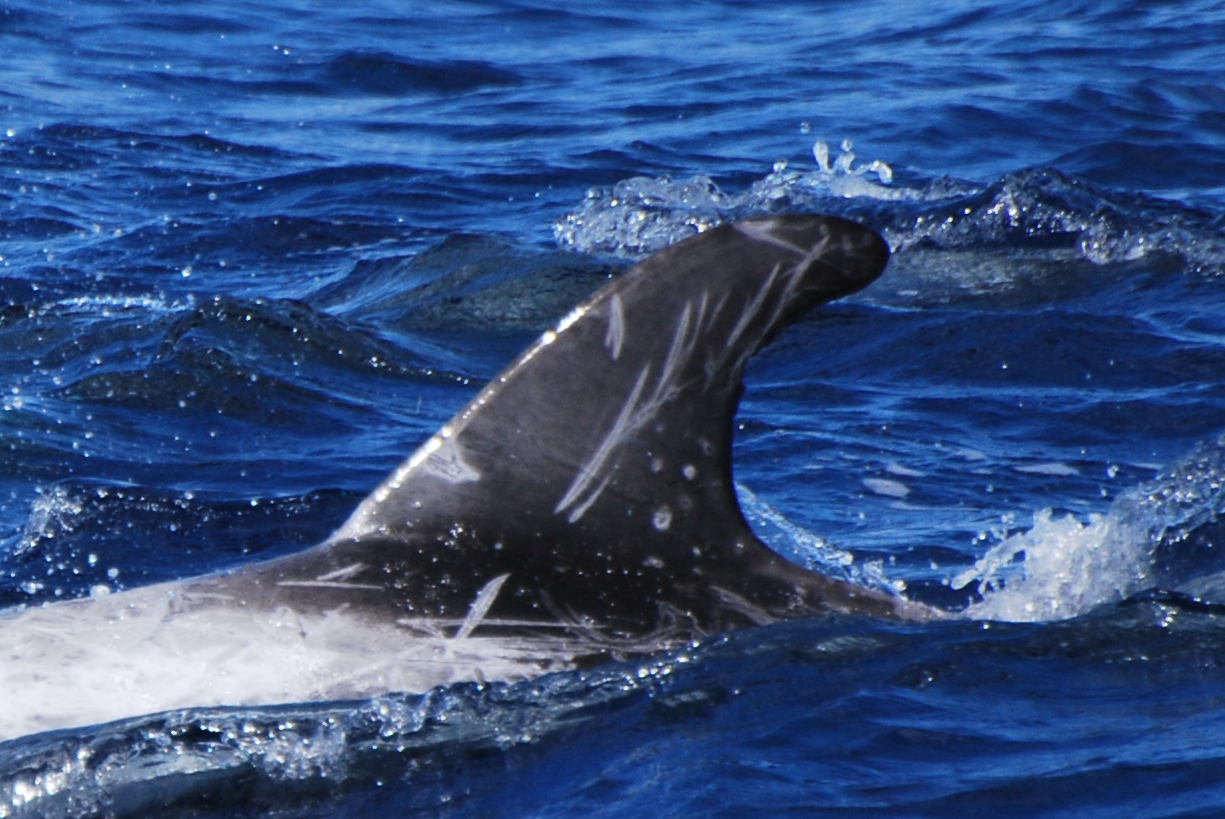LeftDorsal