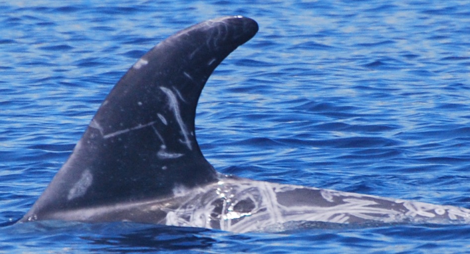 LeftDorsal
