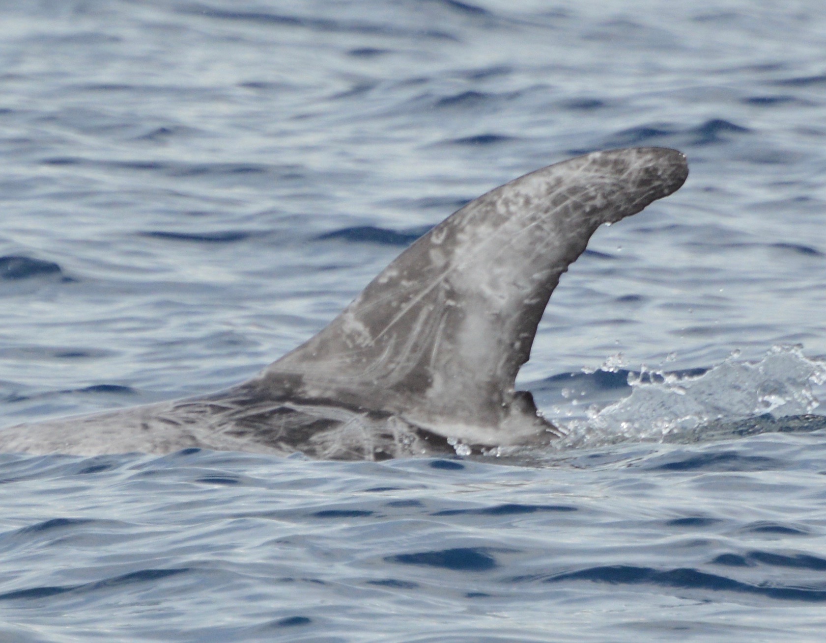 LeftDorsal