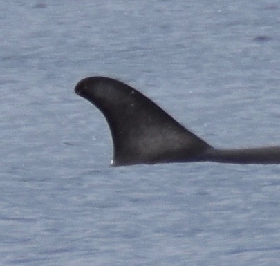 RightDorsal
