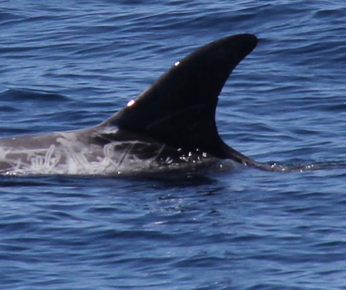 LeftDorsal