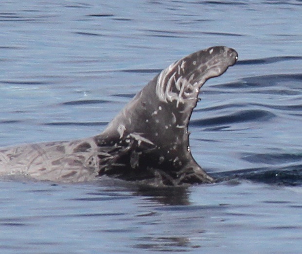 LeftDorsal