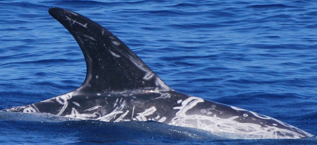RightDorsal