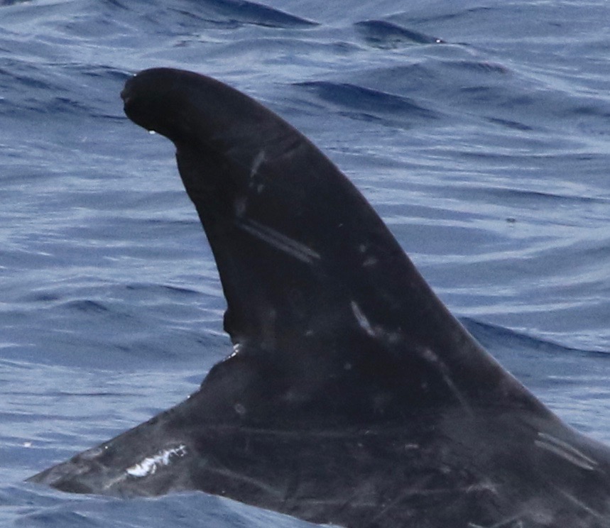 RightDorsal