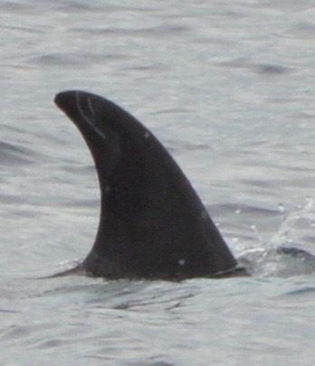 RightDorsal