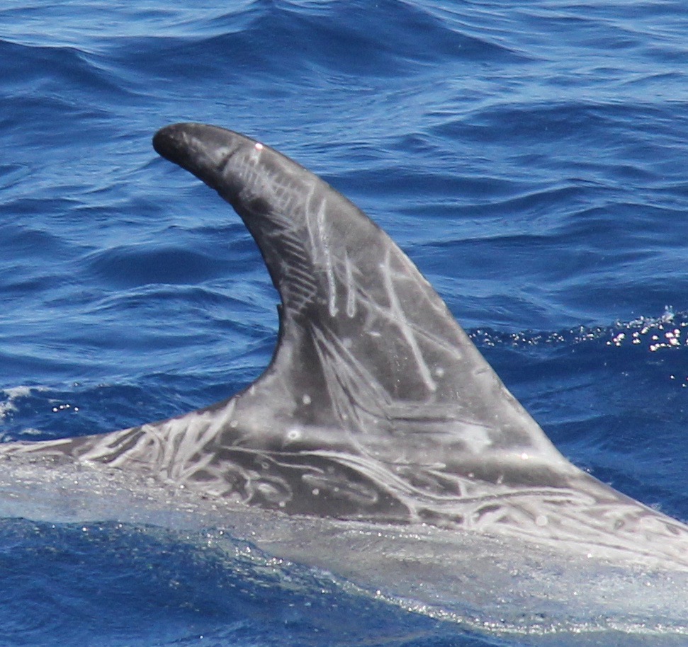 RightDorsal