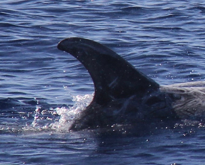 RightDorsal
