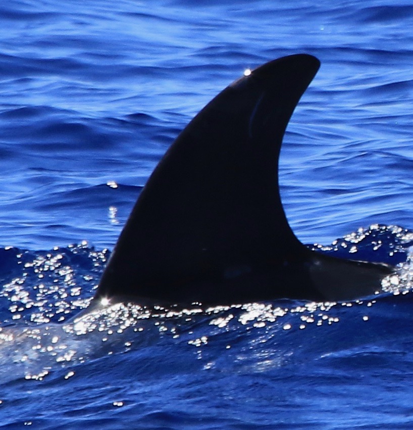 LeftDorsal