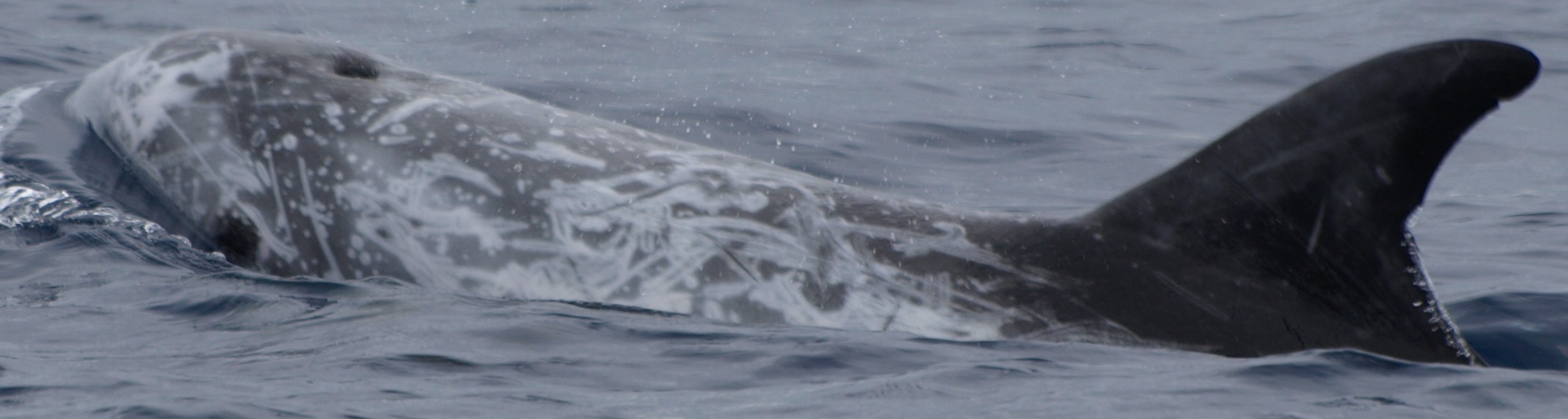 LeftDorsal