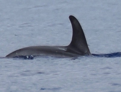RightDorsal