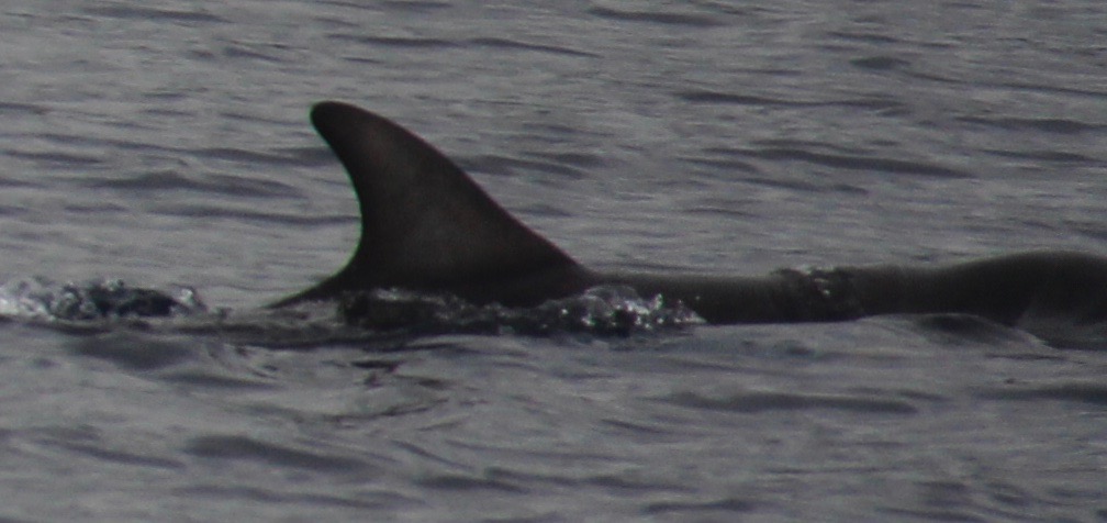 RightDorsal