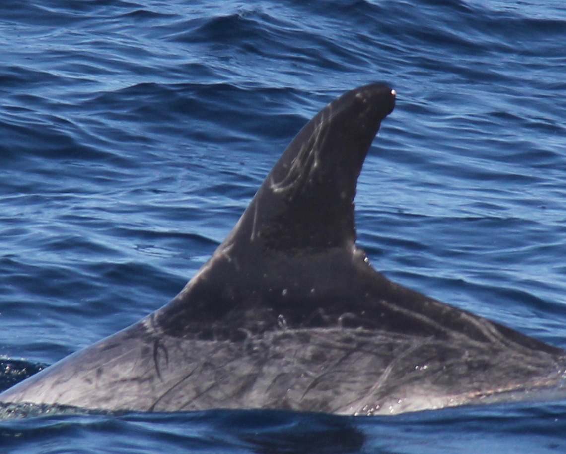 LeftDorsal