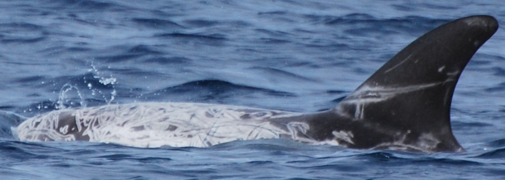 LeftDorsal