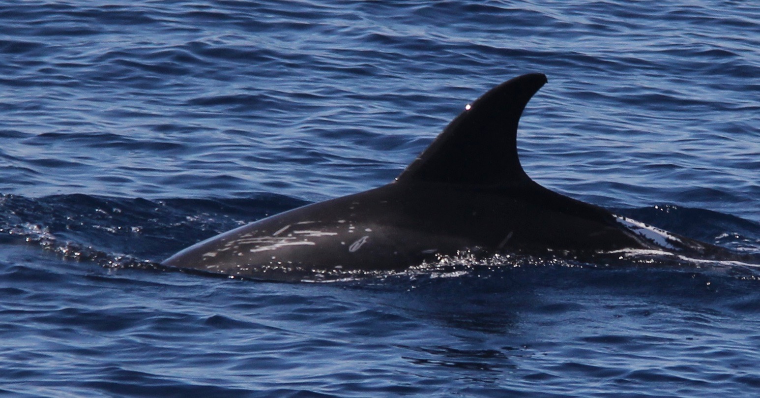 LeftDorsal