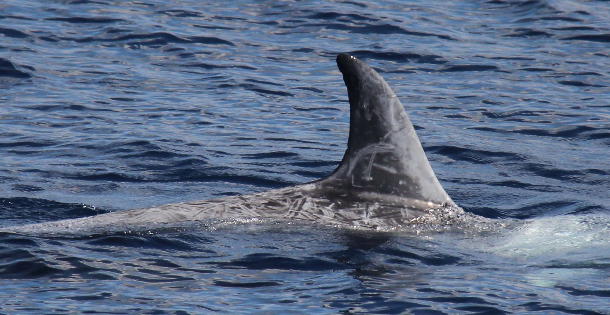 RightDorsal