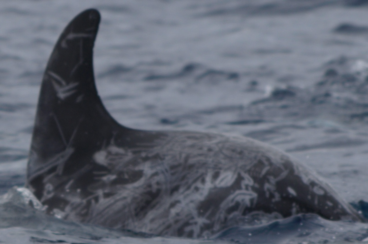 LeftDorsal