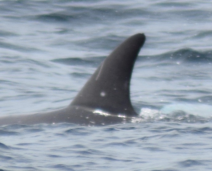 LeftDorsal