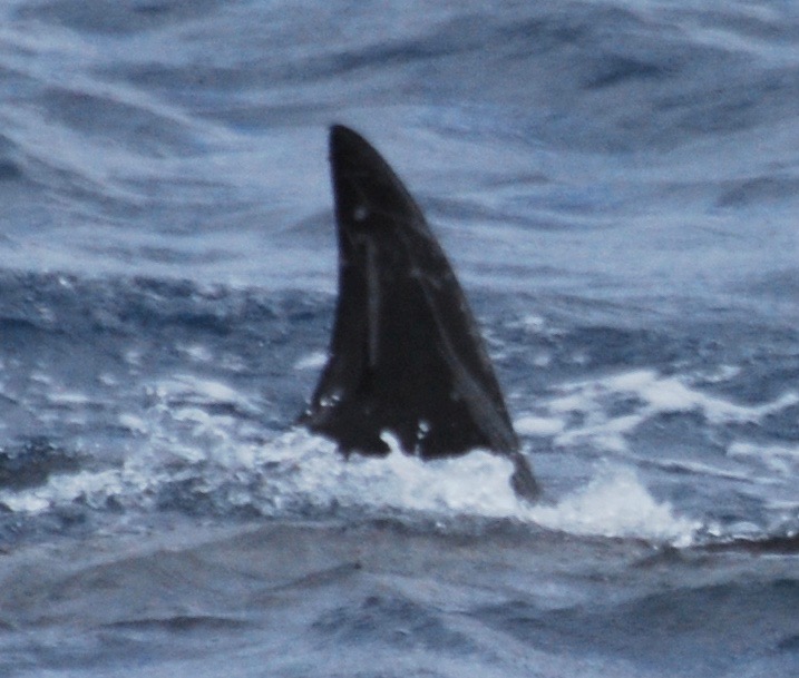 RightDorsal