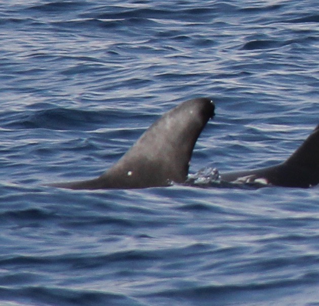 LeftDorsal