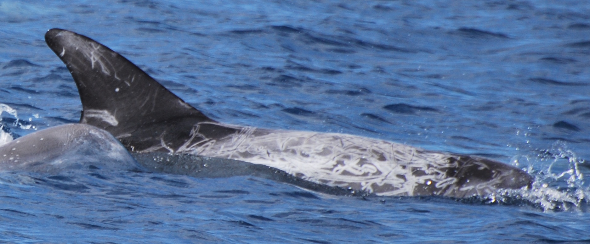 RightDorsal