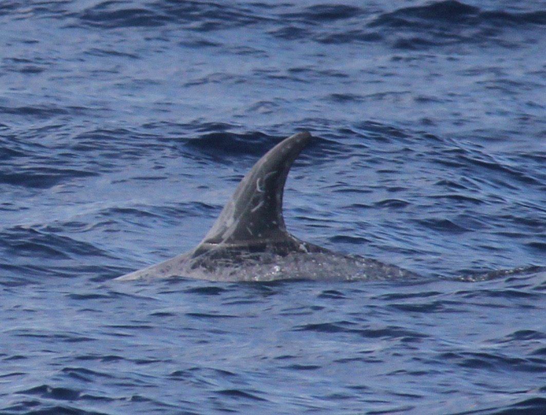 LeftDorsal