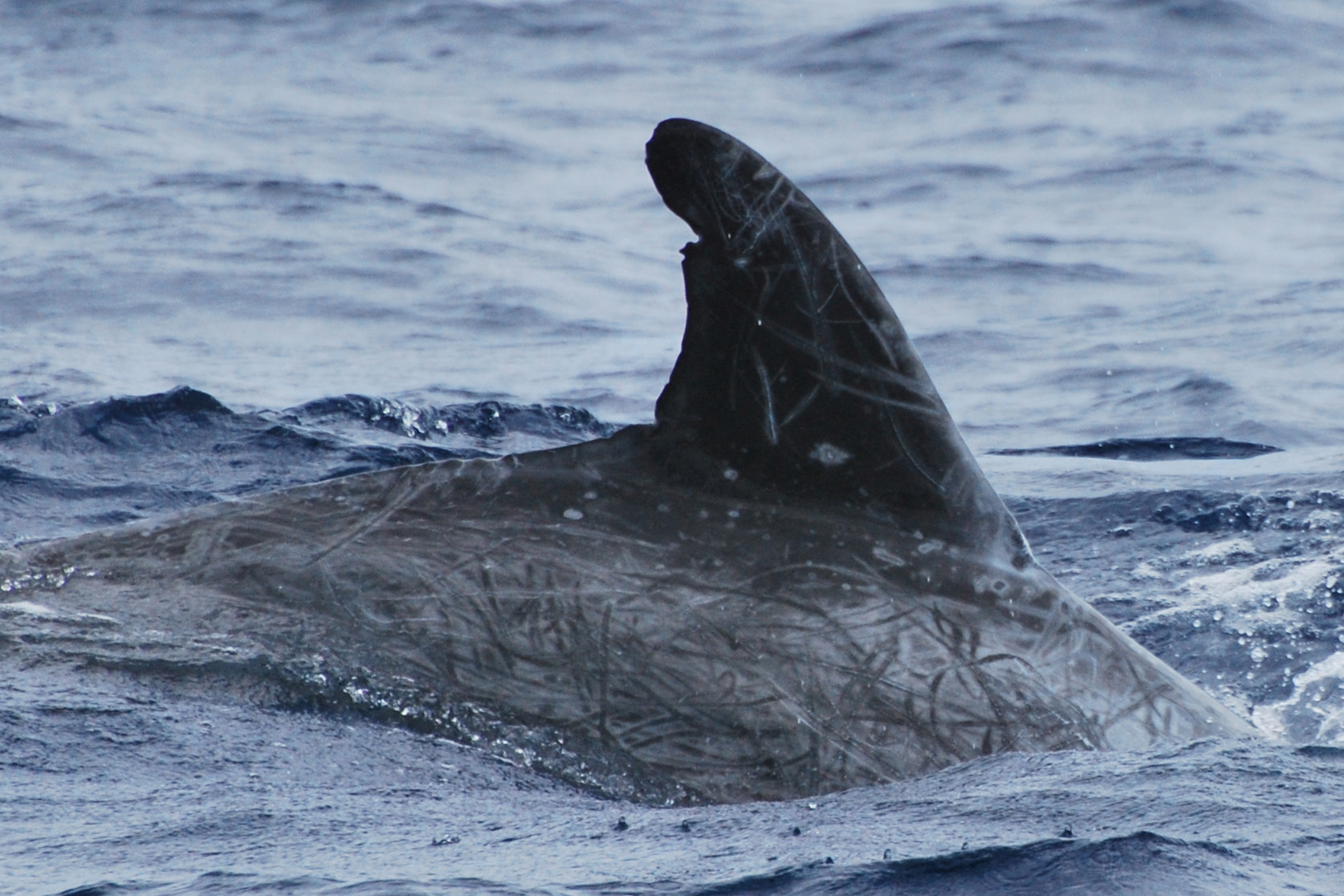 RightDorsal