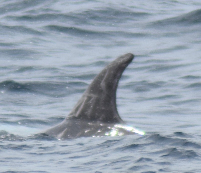 LeftDorsal