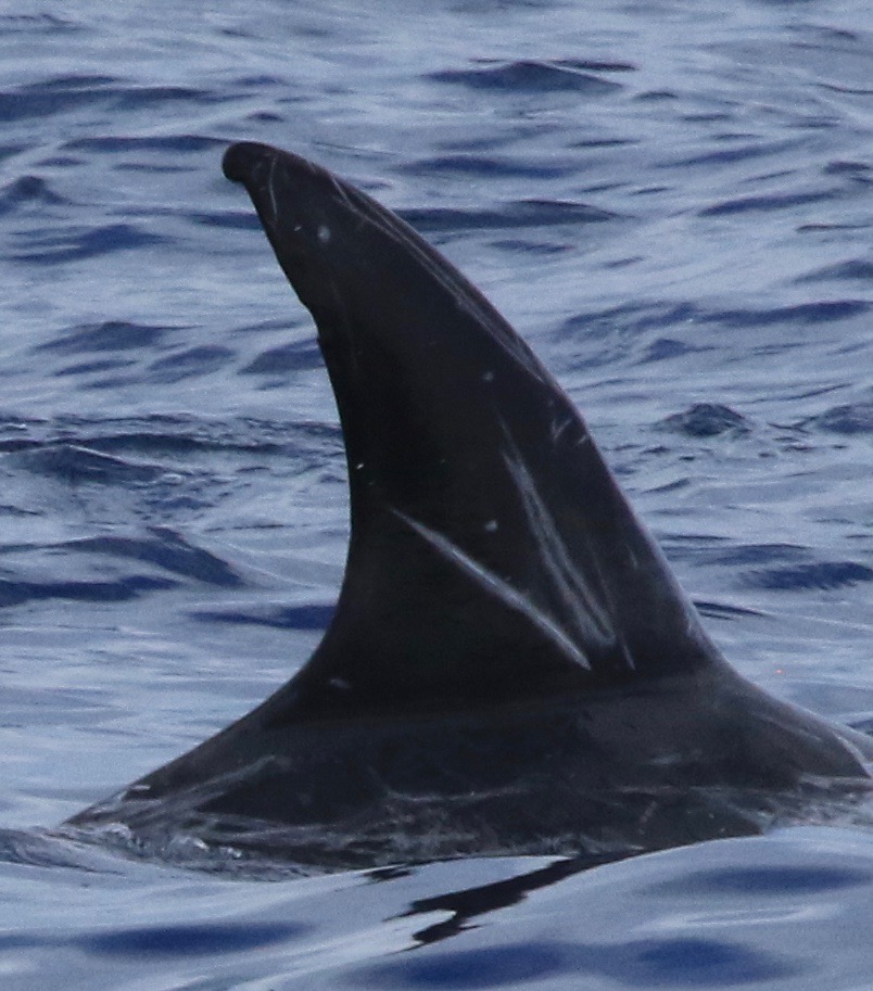 RightDorsal