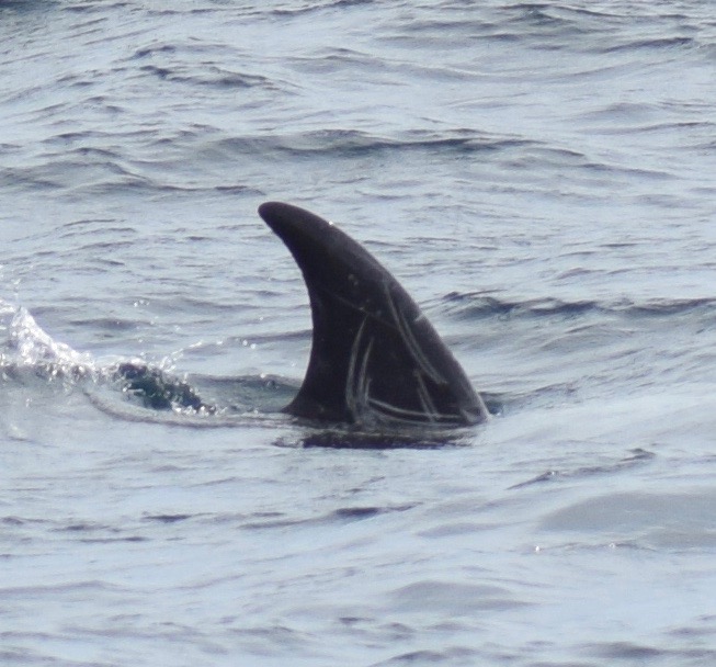 RightDorsal