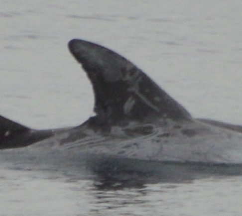RightDorsal