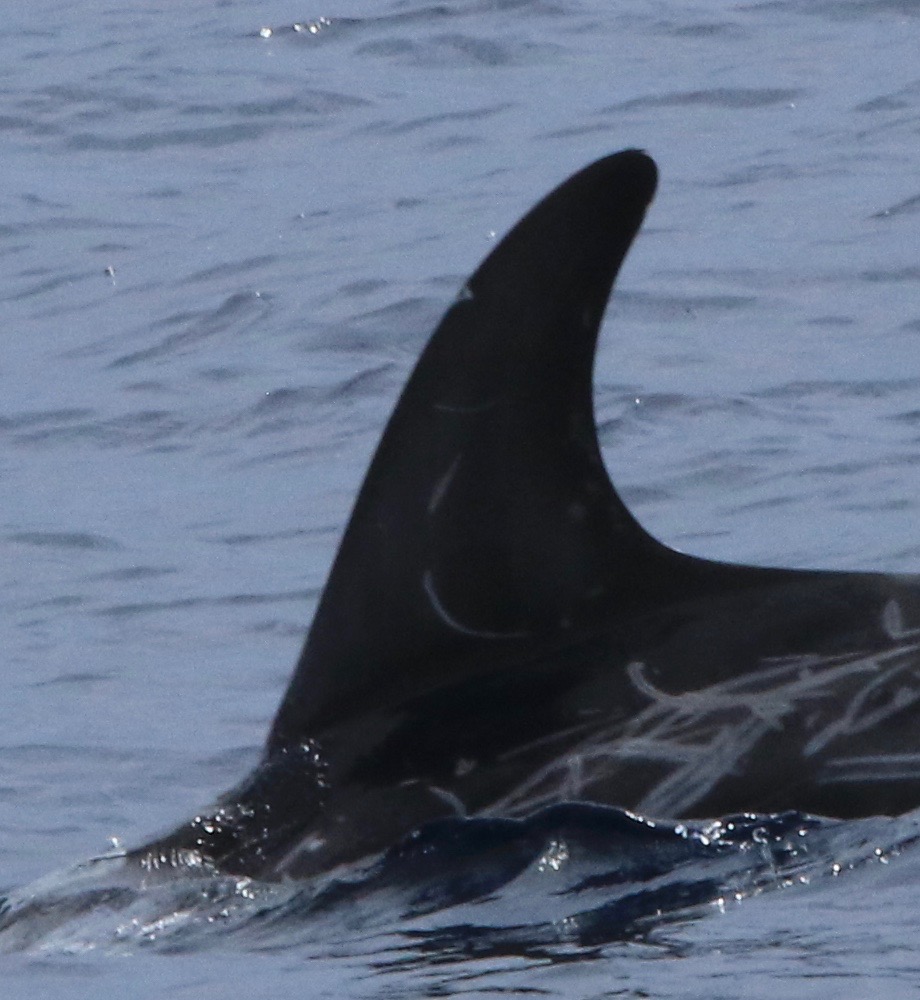 LeftDorsal
