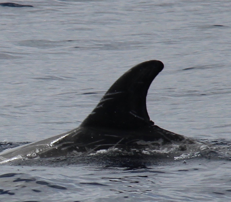 LeftDorsal