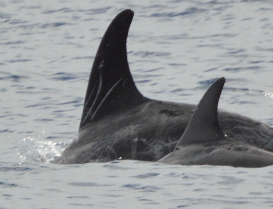 LeftDorsal
