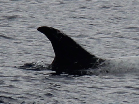 RightDorsal