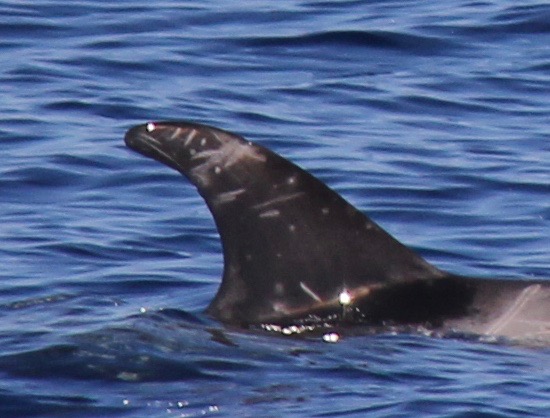RightDorsal