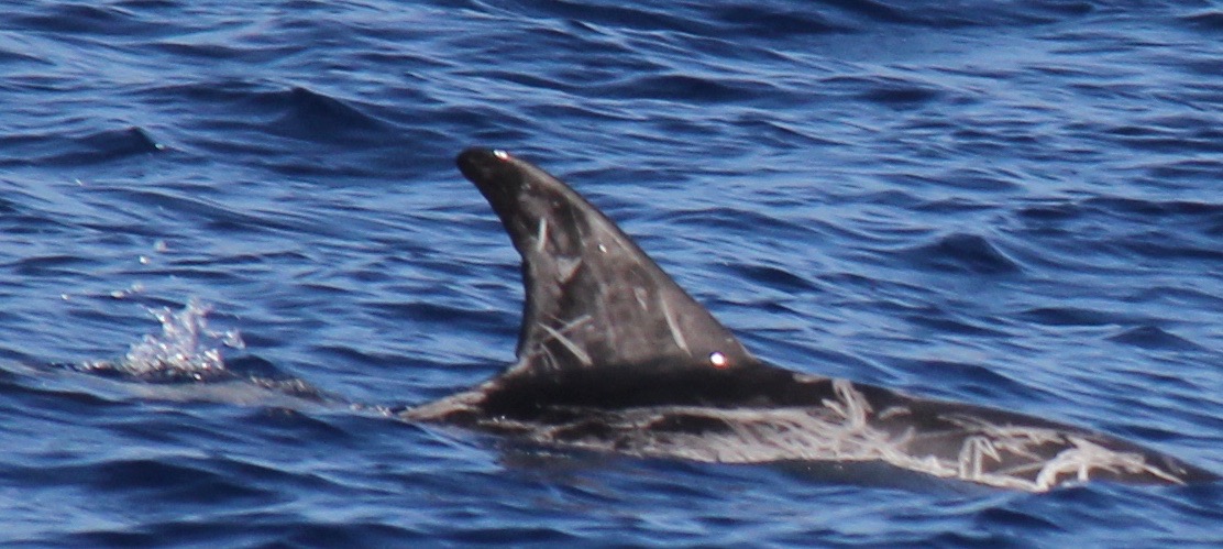 RightDorsal