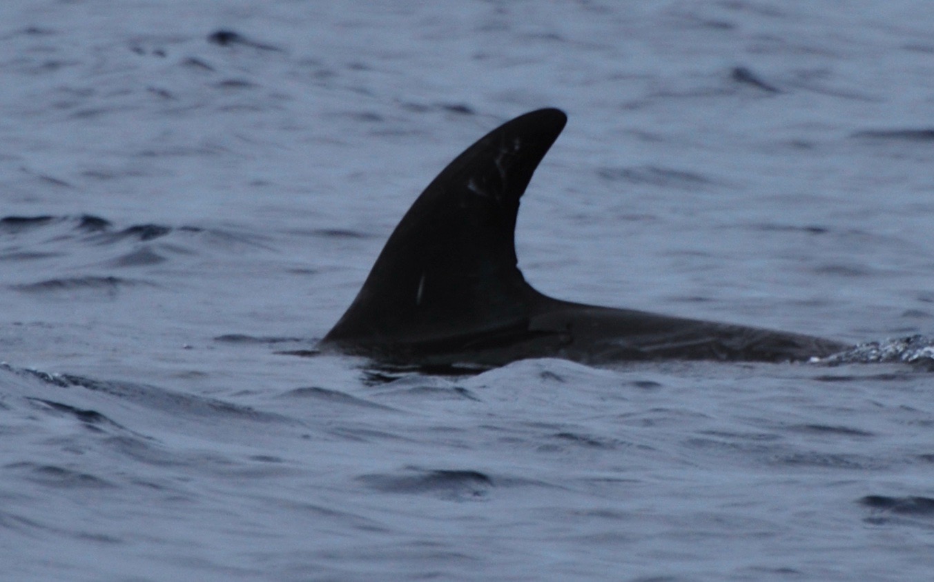 LeftDorsal