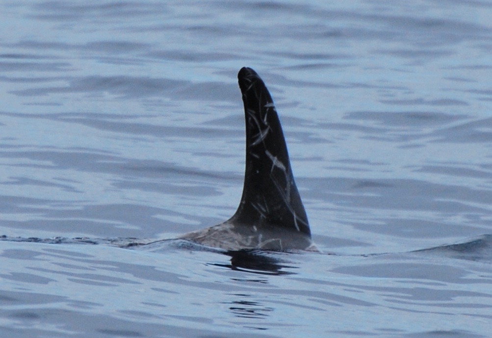 RightDorsal