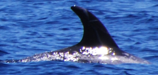 RightDorsal