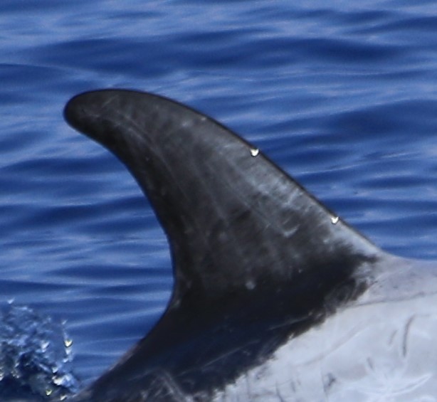 RightDorsal
