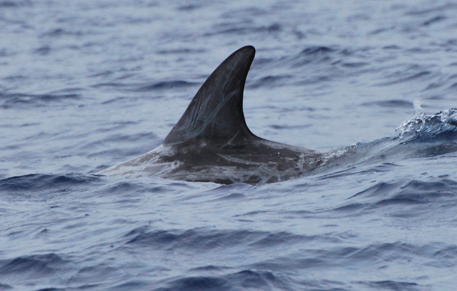 LeftDorsal