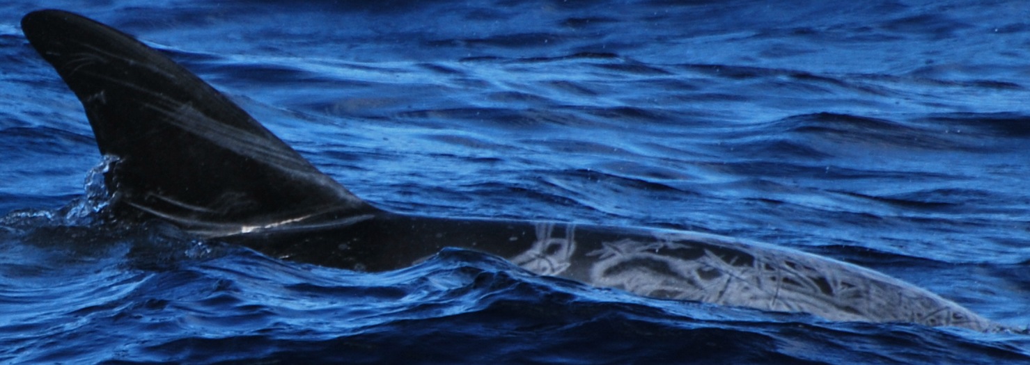 RightDorsal