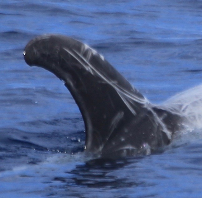 RightDorsal