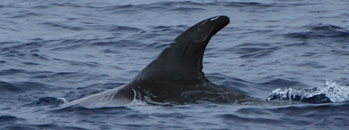 LeftDorsal