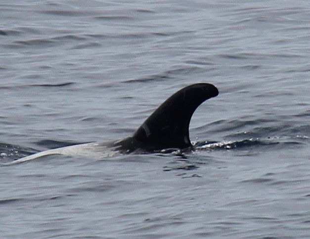 LeftDorsal